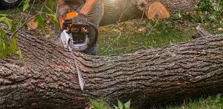 How Our Tree Care Process Works  in  Pearl City, HI