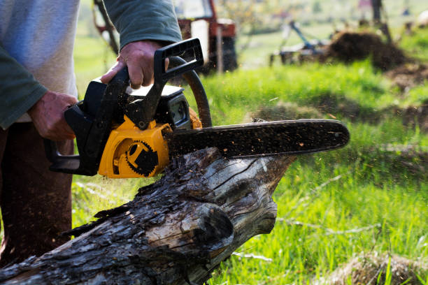 Best Stump Grinding and Removal  in Pearl City, HI